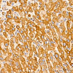 Anti-ROMO1 antibody [ARC71752] used in IHC (Paraffin sections) (IHC-P). GTX05275