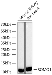 Anti-ROMO1 antibody [ARC71752] used in Western Blot (WB). GTX05275