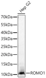 Anti-ROMO1 antibody [ARC71752] used in Western Blot (WB). GTX05275