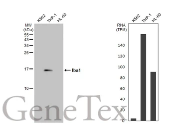 Anti-Iba1 antibody used in Western Blot (WB). GTX100042