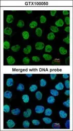 Anti-APE1 antibody [N1], N-term used in Immunocytochemistry/ Immunofluorescence (ICC/IF). GTX100050