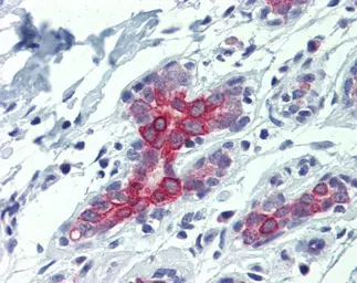Anti-BAK antibody [N1N2], N-term used in IHC (Paraffin sections) (IHC-P). GTX100063