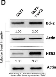 Anti-Bcl-2 antibody [N1N2], N-term used in Western Blot (WB). GTX100064