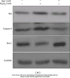 Anti-Bcl-2 antibody [N1N2], N-term used in Western Blot (WB). GTX100064