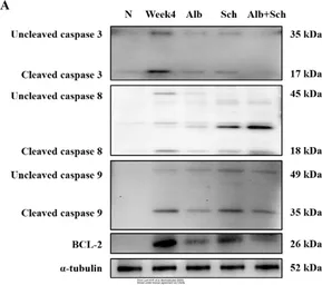 Anti-Bcl-2 antibody [N1N2], N-term used in Western Blot (WB). GTX100064