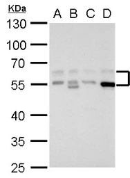 Anti-Rad9 antibody used in Western Blot (WB). GTX100078
