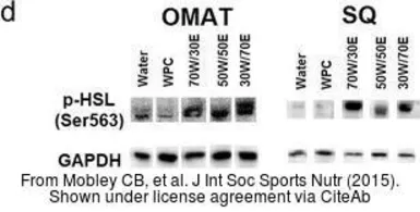 Anti-GAPDH antibody used in Western Blot (WB). GTX100118