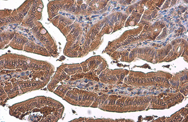 Anti-GAPDH antibody used in IHC (Paraffin sections) (IHC-P). GTX100118