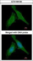 Anti-DDB1 antibody used in Immunocytochemistry/ Immunofluorescence (ICC/IF). GTX100130