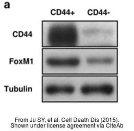 Anti-FOXM1 antibody [C3], C-term used in Western Blot (WB). GTX100276