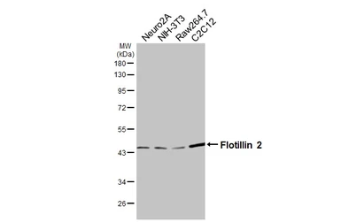 Anti-Flotillin 2 antibody [C3], C-term used in Western Blot (WB). GTX100279