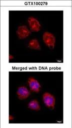 Anti-Flotillin 2 antibody [C3], C-term used in Immunocytochemistry/ Immunofluorescence (ICC/IF). GTX100279