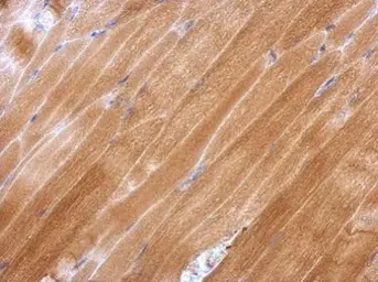 Anti-GPX2 antibody [C1C3] used in IHC (Paraffin sections) (IHC-P). GTX100292