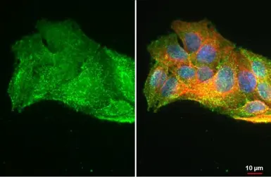 Anti-GPX2 antibody [C1C3] used in Immunocytochemistry/ Immunofluorescence (ICC/IF). GTX100292