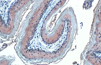 Anti-GPX2 antibody [C1C3] used in IHC (Paraffin sections) (IHC-P). GTX100292
