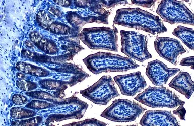 Anti-GPX2 antibody [C1C3] used in IHC (Paraffin sections) (IHC-P). GTX100292