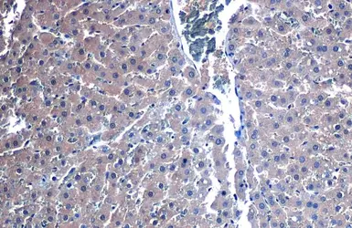 Anti-GPX2 antibody [C1C3] used in IHC (Paraffin sections) (IHC-P). GTX100292