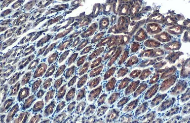 Anti-GPX2 antibody [C1C3] used in IHC (Paraffin sections) (IHC-P). GTX100292