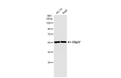 Anti-ERp57 antibody [C3], C-term used in Western Blot (WB). GTX100297