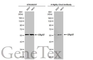 Anti-ERp57 antibody [C3], C-term used in Western Blot (WB). GTX100297