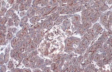 Anti-beta Actin antibody used in IHC (Paraffin sections) (IHC-P). GTX100313