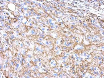 Anti-beta Actin antibody used in IHC (Paraffin sections) (IHC-P). GTX100313