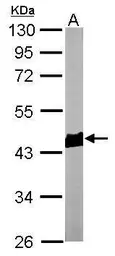 Anti-beta Actin antibody used in Western Blot (WB). GTX100313