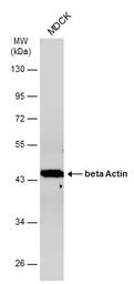 Anti-beta Actin antibody used in Western Blot (WB). GTX100313