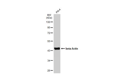 Anti-beta Actin antibody used in Western Blot (WB). GTX100313