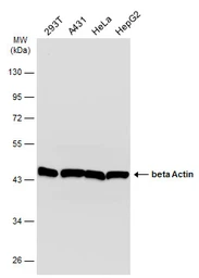 Anti-beta Actin antibody used in Western Blot (WB). GTX100313