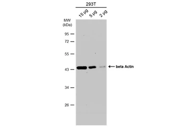 Anti-beta Actin antibody used in Western Blot (WB). GTX100313
