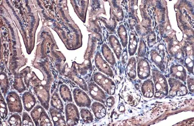 Anti-beta Actin antibody used in IHC (Paraffin sections) (IHC-P). GTX100313