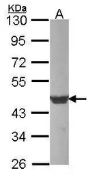 Anti-beta Actin antibody used in Western Blot (WB). GTX100313