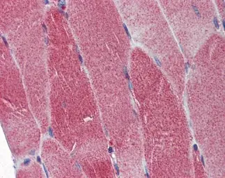 Anti-DNA polymerase gamma antibody used in IHC (Paraffin sections) (IHC-P). GTX100398