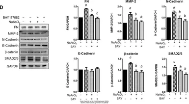 Anti-E-Cadherin antibody used in Western Blot (WB). GTX100443