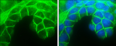 Anti-E-Cadherin antibody used in Immunocytochemistry/ Immunofluorescence (ICC/IF). GTX100443