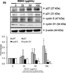 Anti-p27 Kip1 antibody used in Western Blot (WB). GTX100446