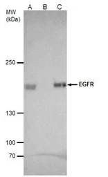 Anti-EGFR antibody [C2C3], C-term used in Immunoprecipitation (IP). GTX100448