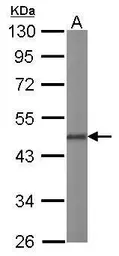 Anti-Oct4 antibody used in Western Blot (WB). GTX100468