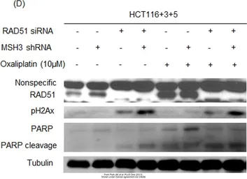 Anti-Rad51 antibody [N1C2] used in Western Blot (WB). GTX100469