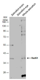 Anti-Rad51 antibody [N1C2] used in Western Blot (WB). GTX100469
