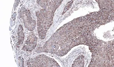 Anti-JIP1 antibody used in IHC (Paraffin sections) (IHC-P). GTX100604