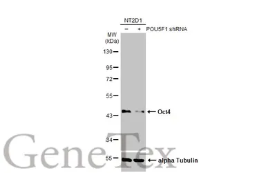 Anti-Oct4 antibody used in Western Blot (WB). GTX100622