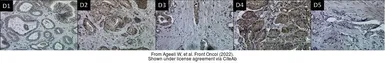 Anti-CD36 antibody [C1C3] used in IHC (Paraffin sections) (IHC-P). GTX100642