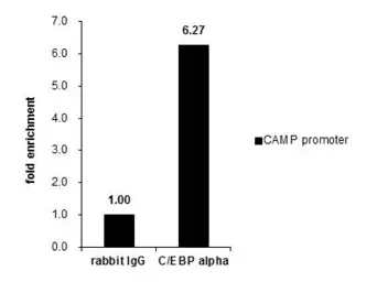 Anti-C/EBP alpha antibody [N1], N-term used in ChIP assay (ChIP assay). GTX100674
