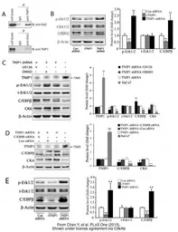 Anti-C/EBP beta antibody used in Western Blot (WB). GTX100675