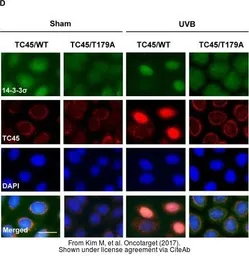 Anti-14-3-3 sigma antibody used in Immunocytochemistry/ Immunofluorescence (ICC/IF). GTX100801