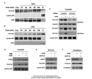 Anti-14-3-3 sigma antibody used in Western Blot (WB). GTX100801