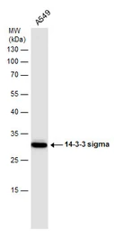 Anti-14-3-3 sigma antibody used in Western Blot (WB). GTX100801
