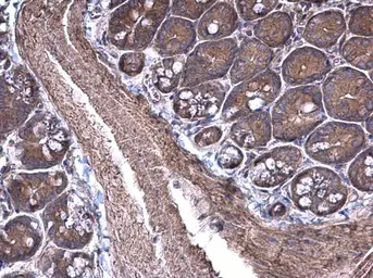Anti-RPSA antibody [N1C3] used in IHC (Paraffin sections) (IHC-P). GTX100831